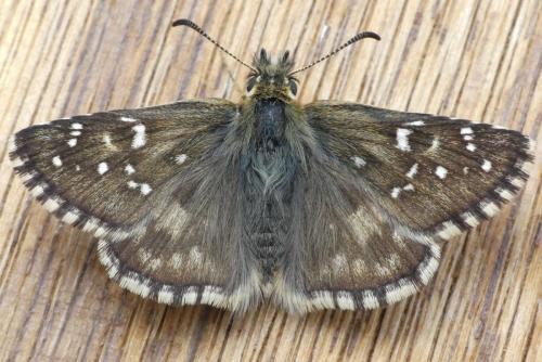 Réf. 213 424 : Pyrgus sp.